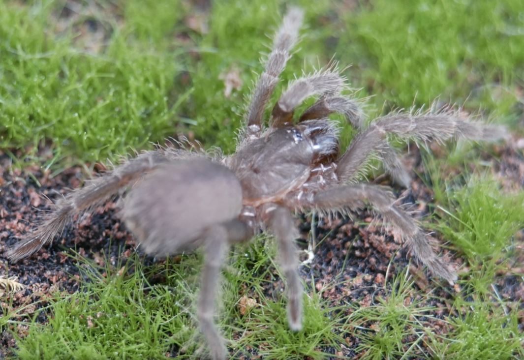 Lyrognathus giannisposatoi Sumatran Stout-leg 1"