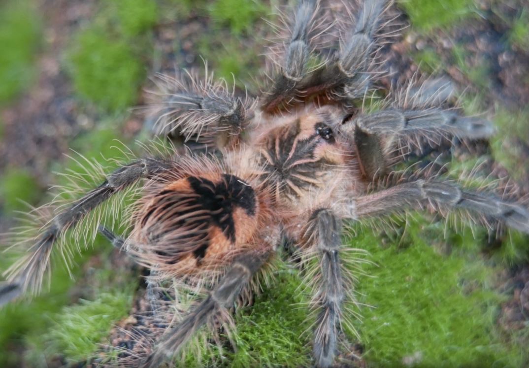 Pamphobeteus sp. machala Purple Bloom tarantula 2''