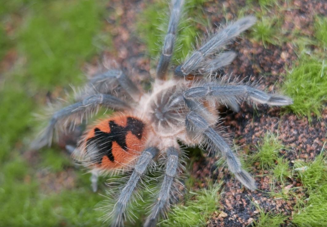 Pamphobeteus sp. 'Manganegra' Manganegra Giant bird-eater 1"