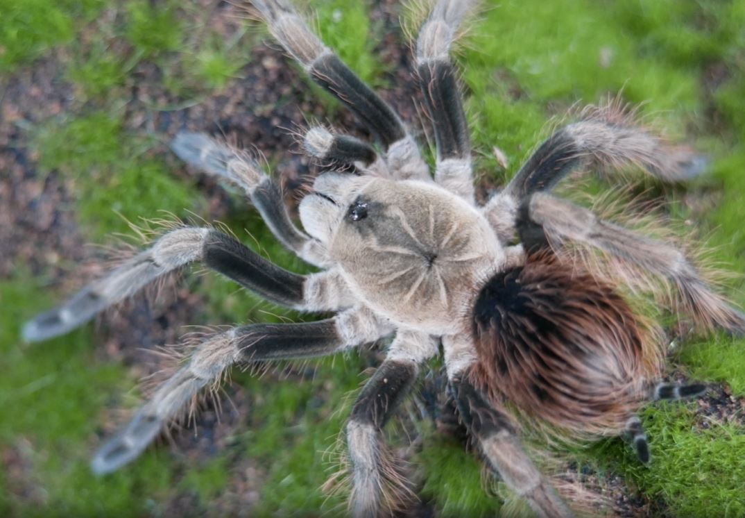 Pamphobeteus sp. mascara tarantula 2'