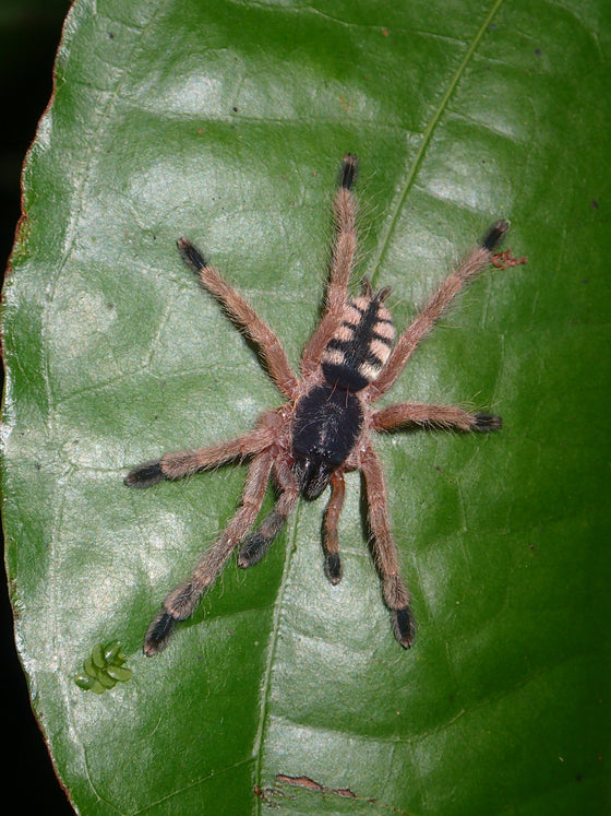 Amazonius germani Orange Tree Spider .75"