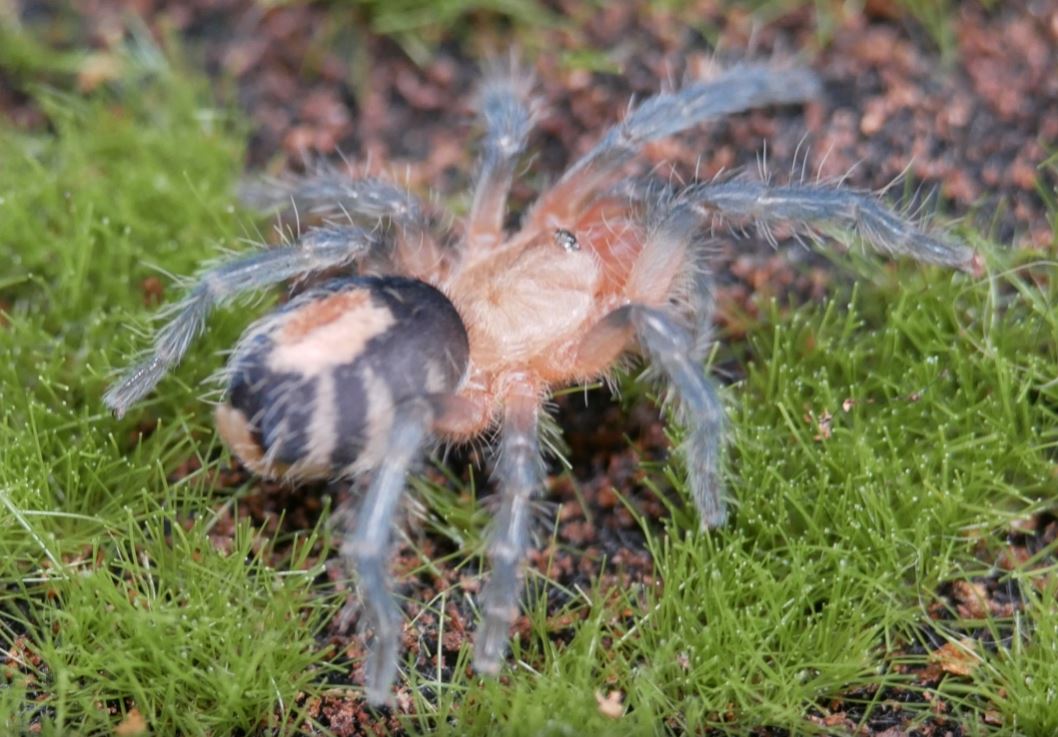 Cyriocosmus perezmilesi Bolivian Dwarf Beauty .25''