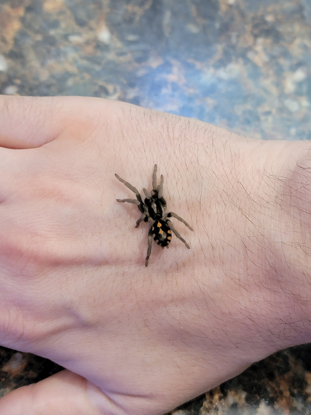 Hapolopus sp colombia Klein Munchkin - 1''