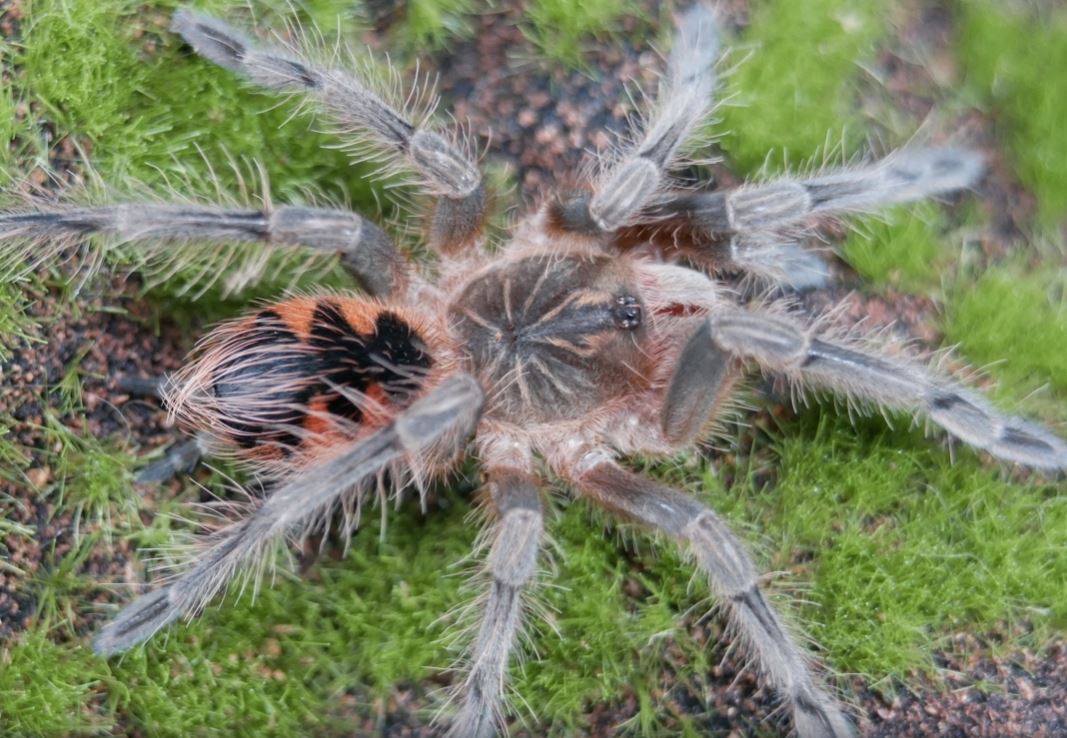 Pamphobeteus sp. 'Tigris' Ecuadorian Black Bird-eater