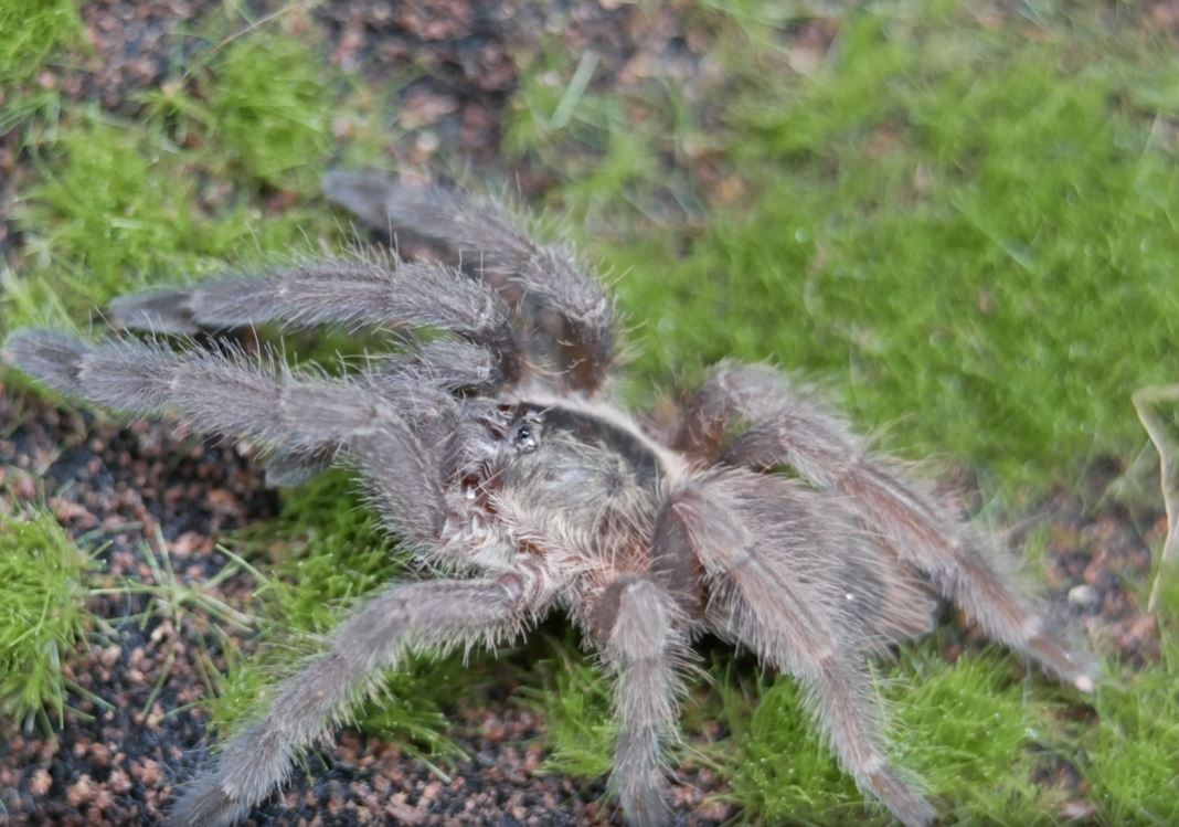 Tapinauchenius sanctivincenti St. Vincent Feather Legged Tree Spider .5"