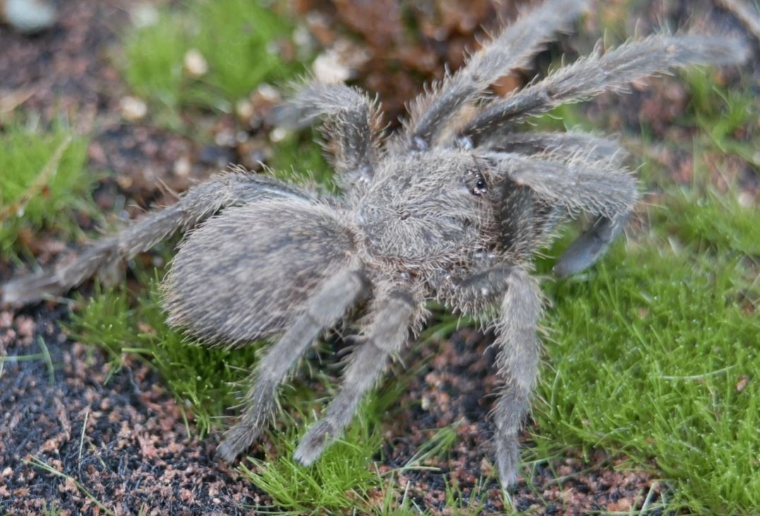 Ornithoctoninae sp 'Veronica Dwarf" 1''