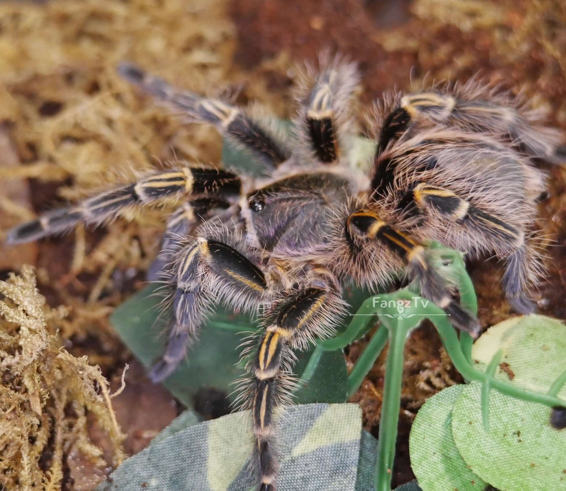 Tliltocatl albopilosum Subadult 4''+