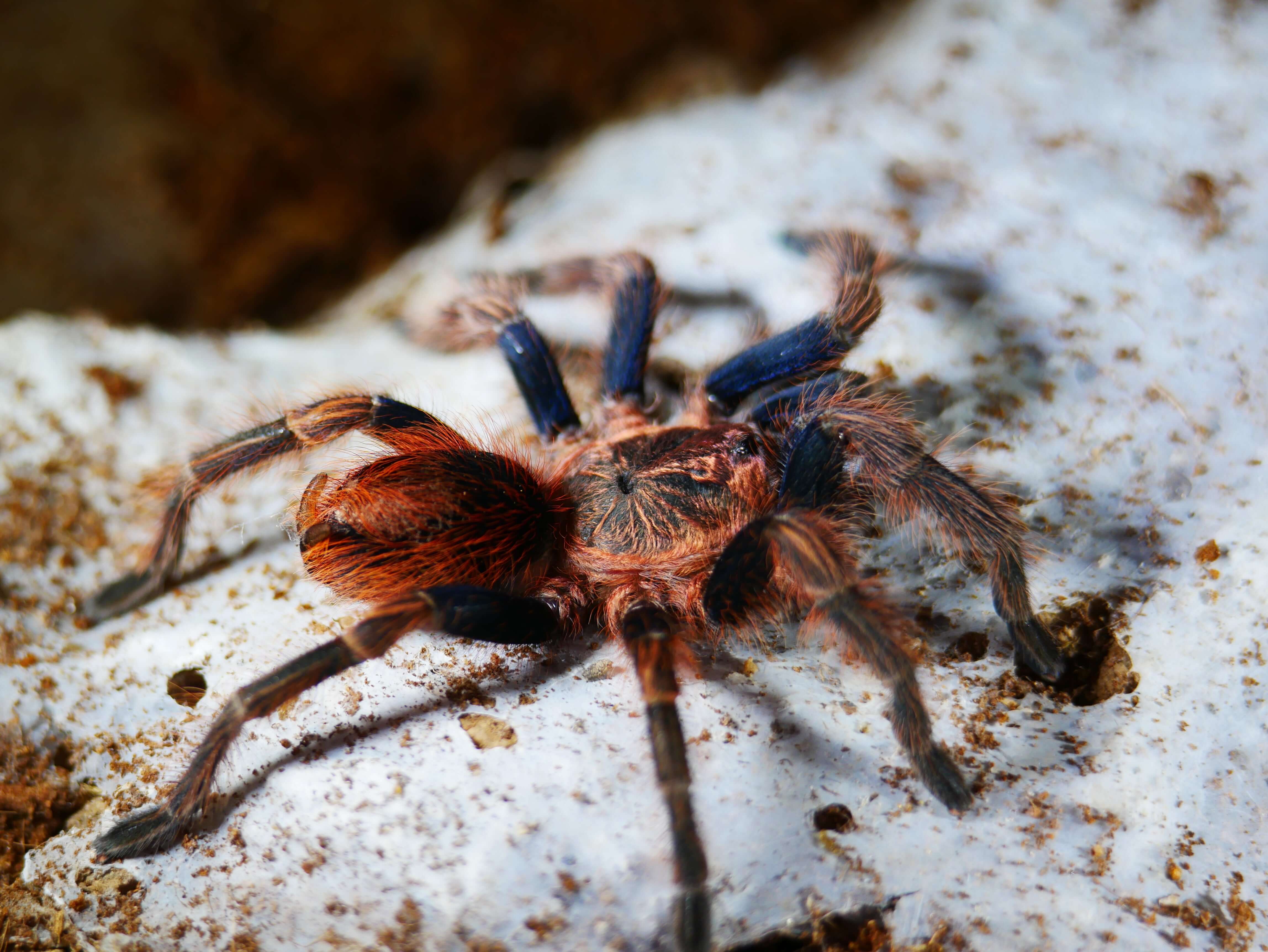 New World Tarantulas