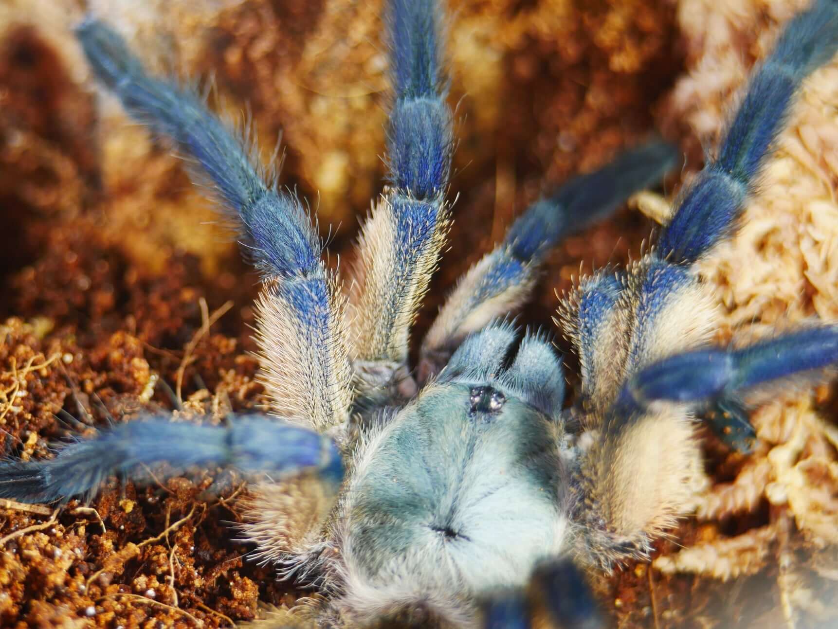 Old World Tarantulas