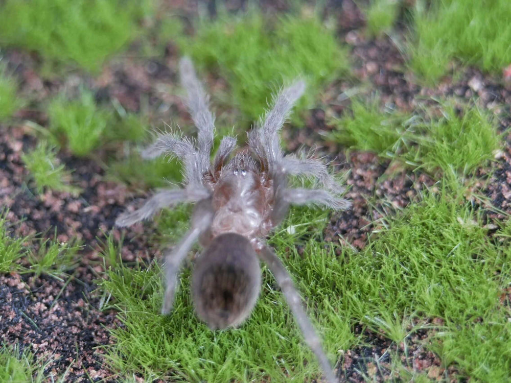 Tliltocatl albopilosum Honduran curlyhair tarantula 2.75''