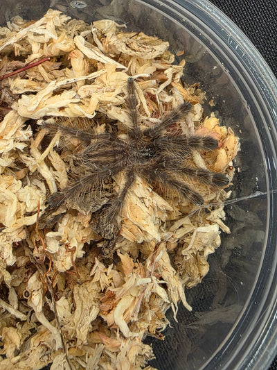 Poecilotheria Rufilata Red Slate Ornamental .75"