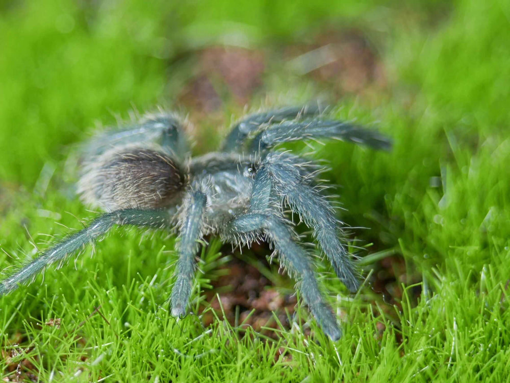 Cyriopagopus lividus Cobalt Blue Tarantula .75''