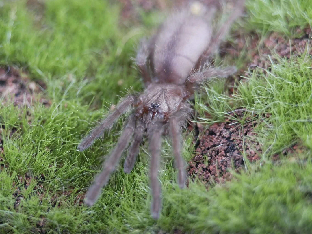 an Indian violet spider on green grass and moss