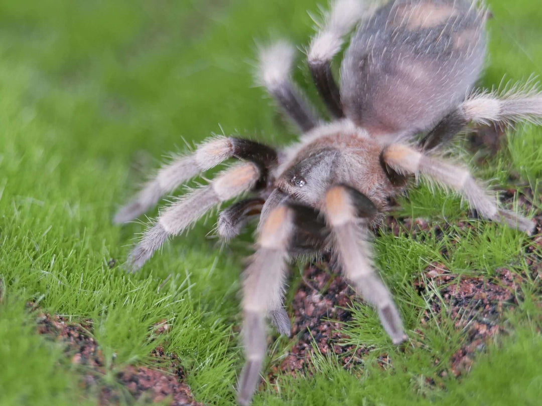 a mexican red knee spider on green grass and moss