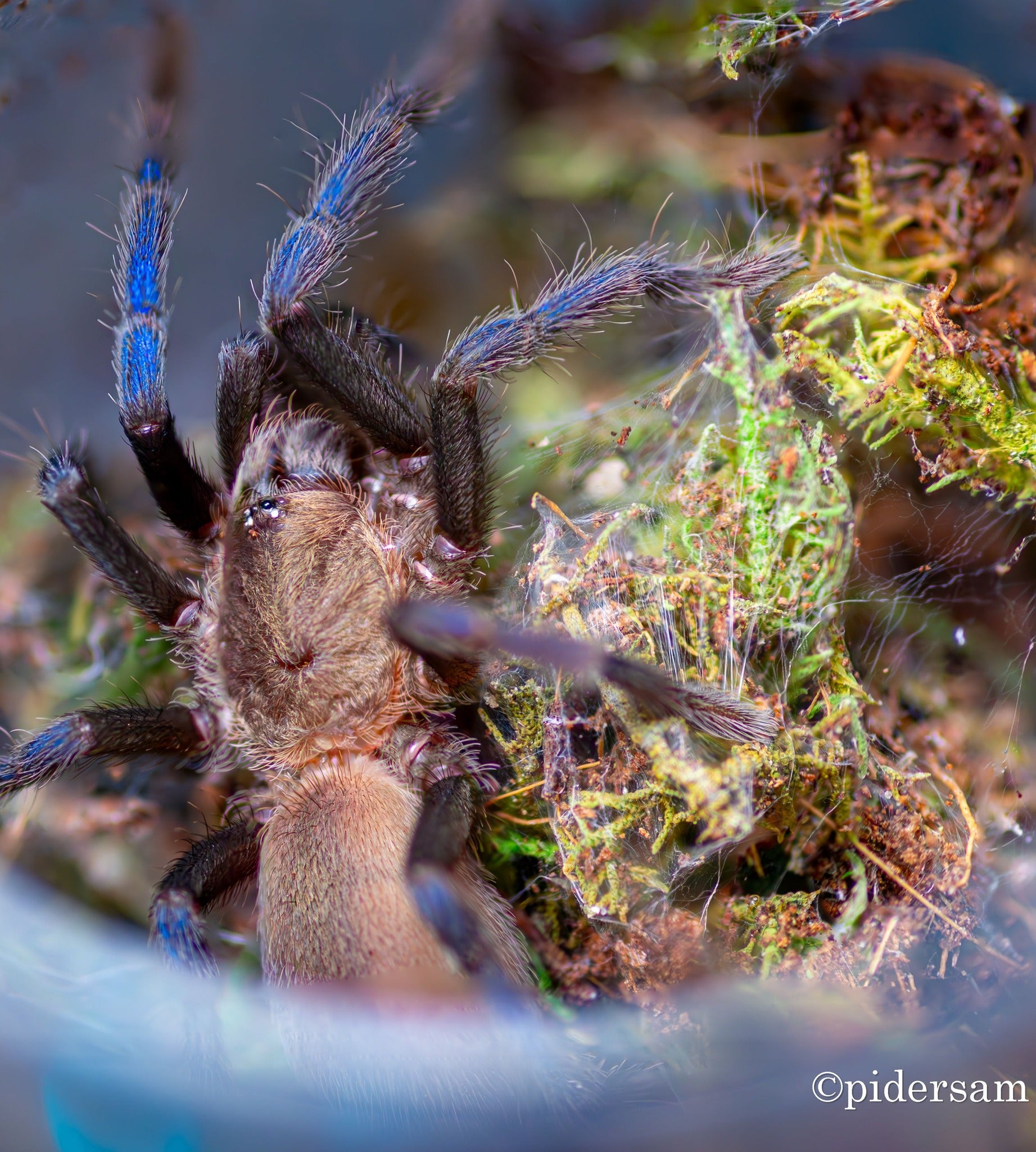 All Tarantulas