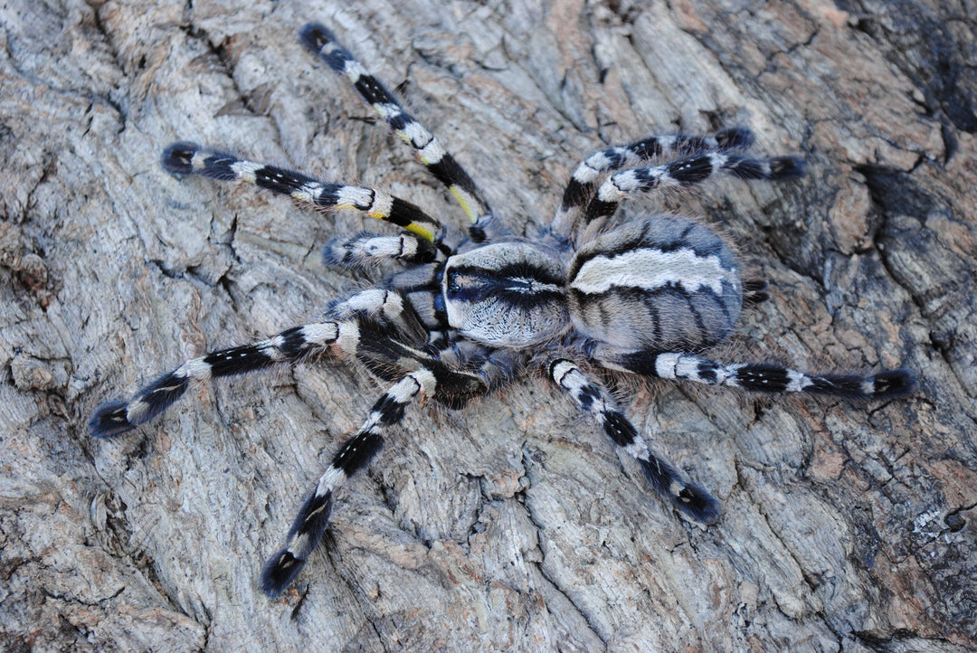 Poecilotheria regalis Indian Ornamental Tarantula .75-1''