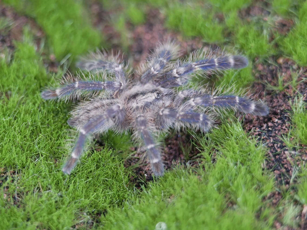 Poecilotheria metallica 2-2.5'' Gooty Ornamental