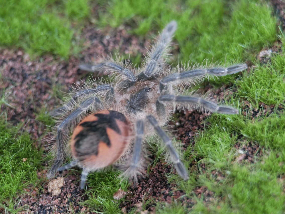 Pamphobeteus sp. mascara tarantula 1.25''