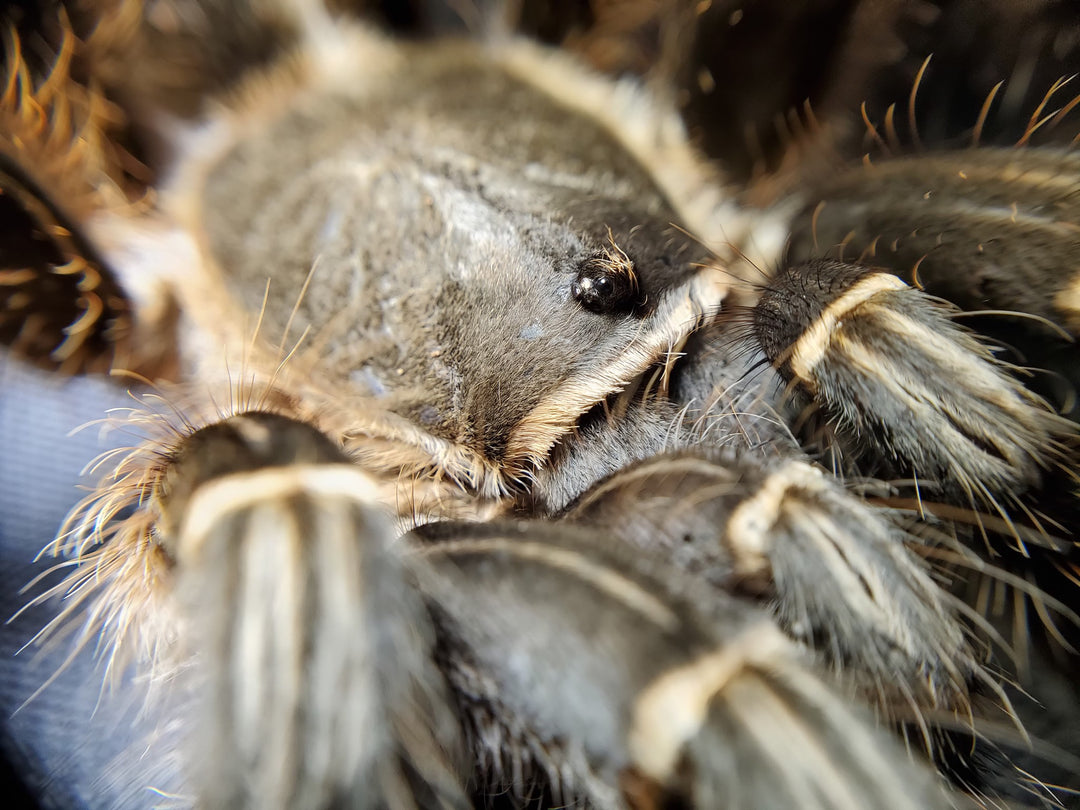 Aphonopelma seemanii Costa Rican Stripeknee Tarantula 4''