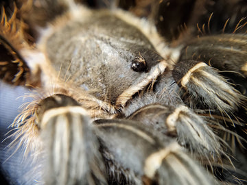 Aphonopelma seemanii Costa Rican Stripeknee Tarantula 4''