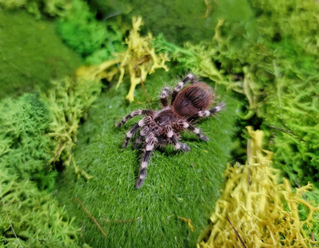 a brazilian white knee spider on green grass with moss
