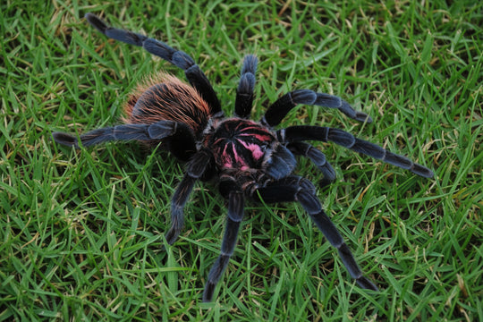 Xenesthis intermedia (regrown leg) amazon blue bloom tarantula Tarantula 2''
