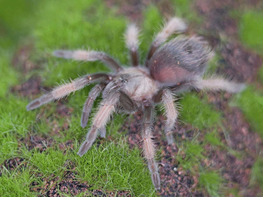 a mexican red leg spider on green grass and moss