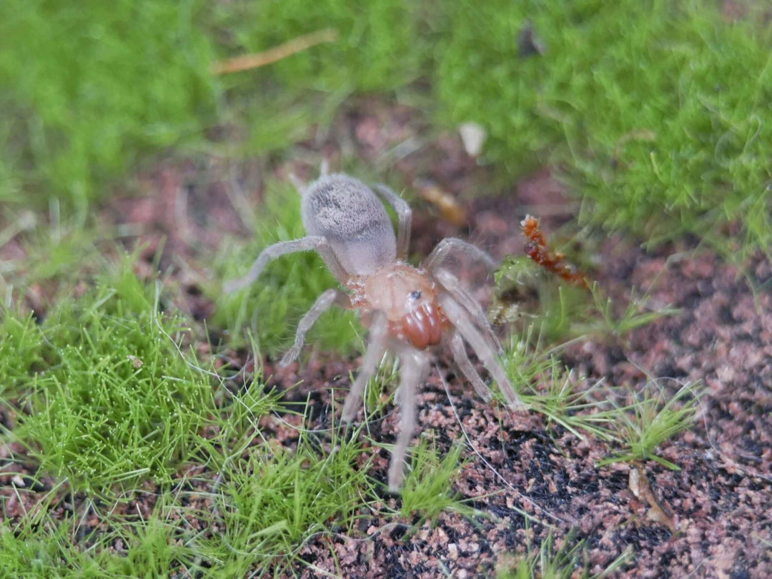 a Brazilian red head spider on green grass and moss