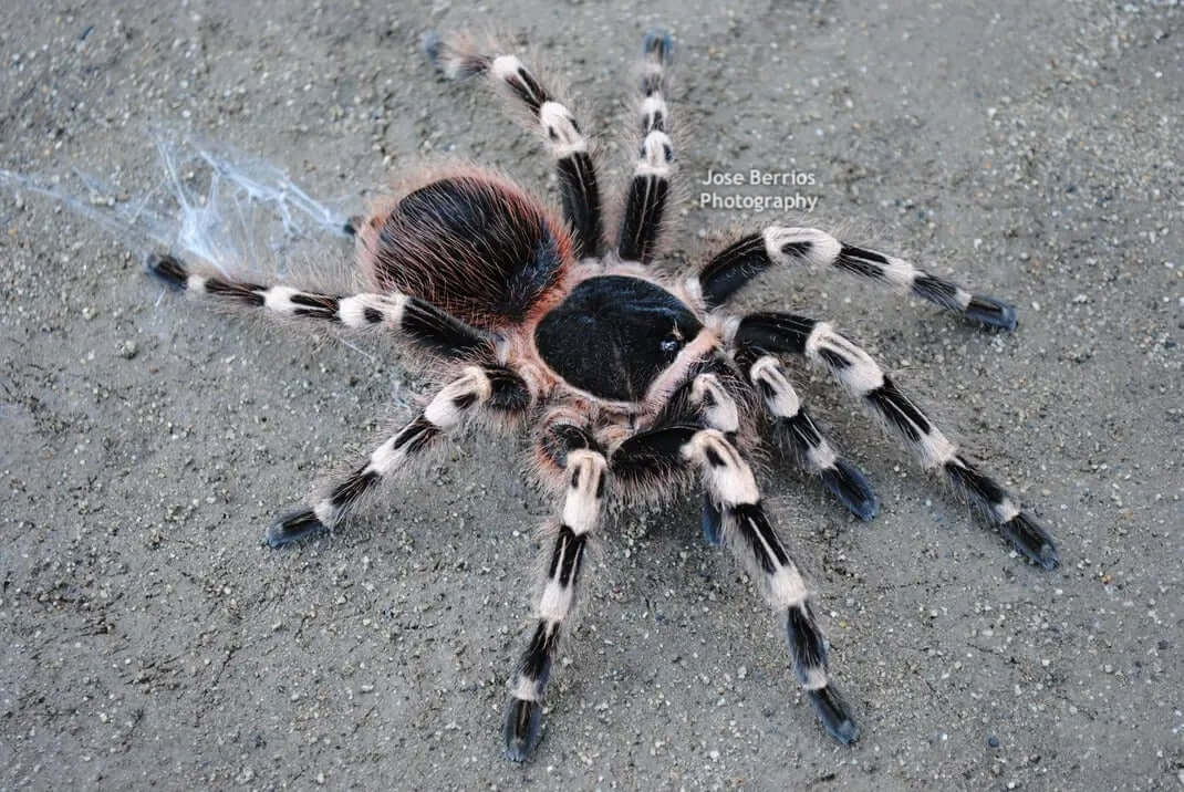 Acanthoscurria geniculata Brazilian white knee tarantula on a surface showcasing its unique coloration and features.
