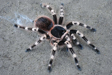 Acanthoscurria geniculata Brazilian white knee tarantula 1.25''