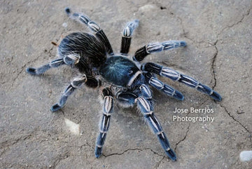 Aphonopelma seemanii Costa Rican Stripeknee Tarantula 2.75''