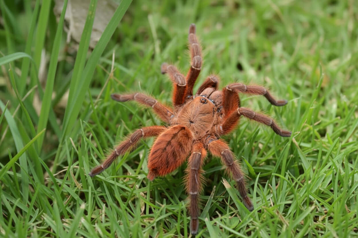 Old World Tarantulas