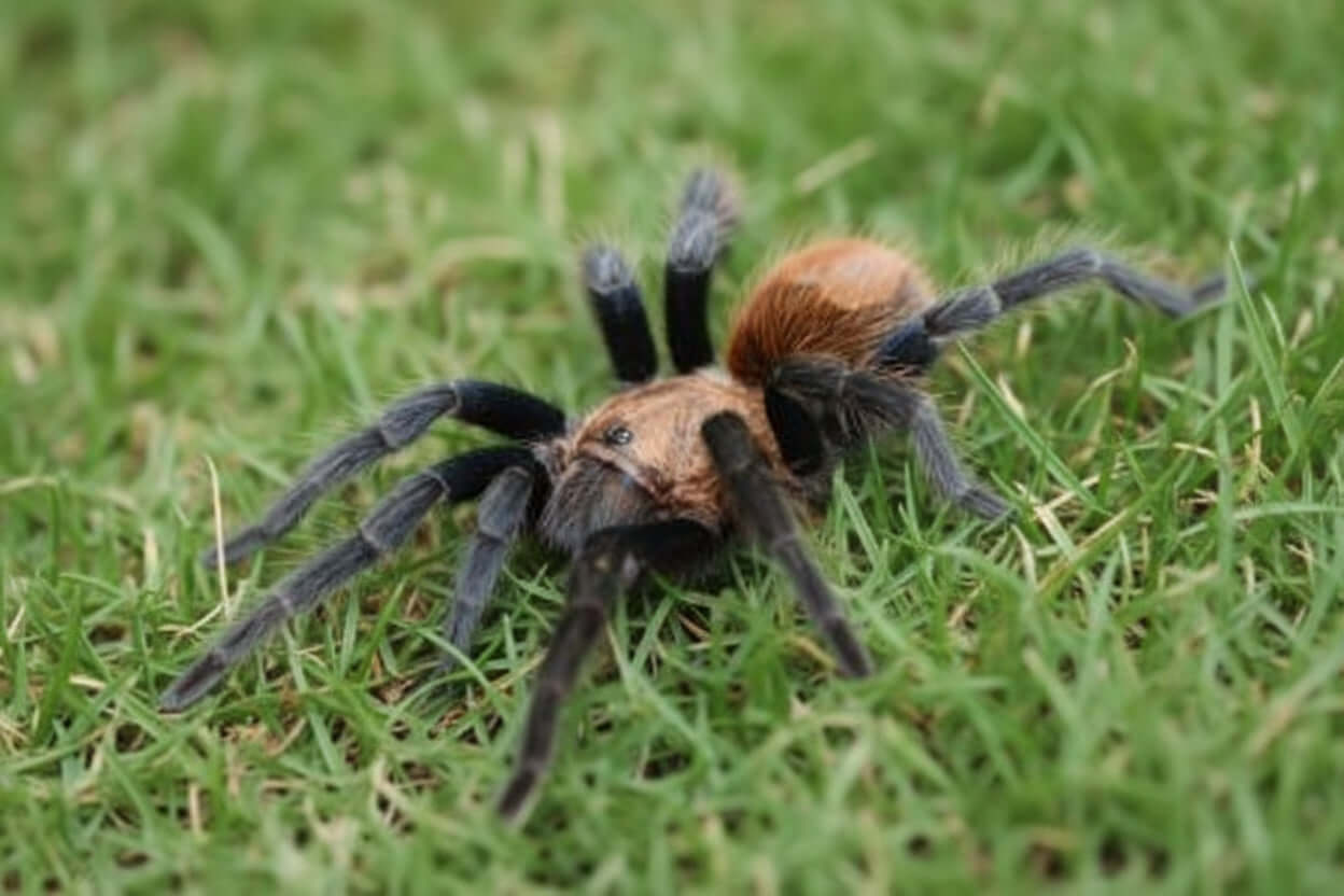 All Tarantulas