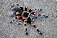 Brachypelma Hamorii 1.5-2'' Mexican Red knee Tarantula