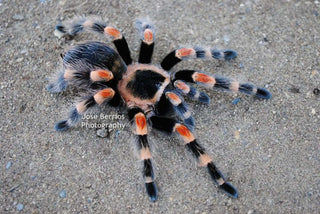 Brachypelma Hamorii  Mexican Red knee Tarantula 1.25''