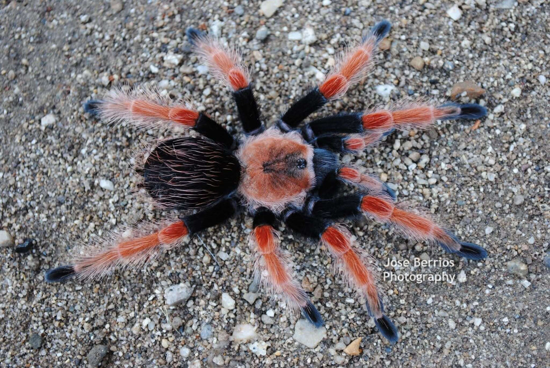 Brachypelma boehmei  Mexican fireleg tarantula 1.5''