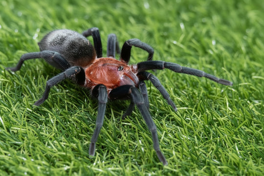 Bumba Horrida Brazilian Red Head Tarantula 1.5''