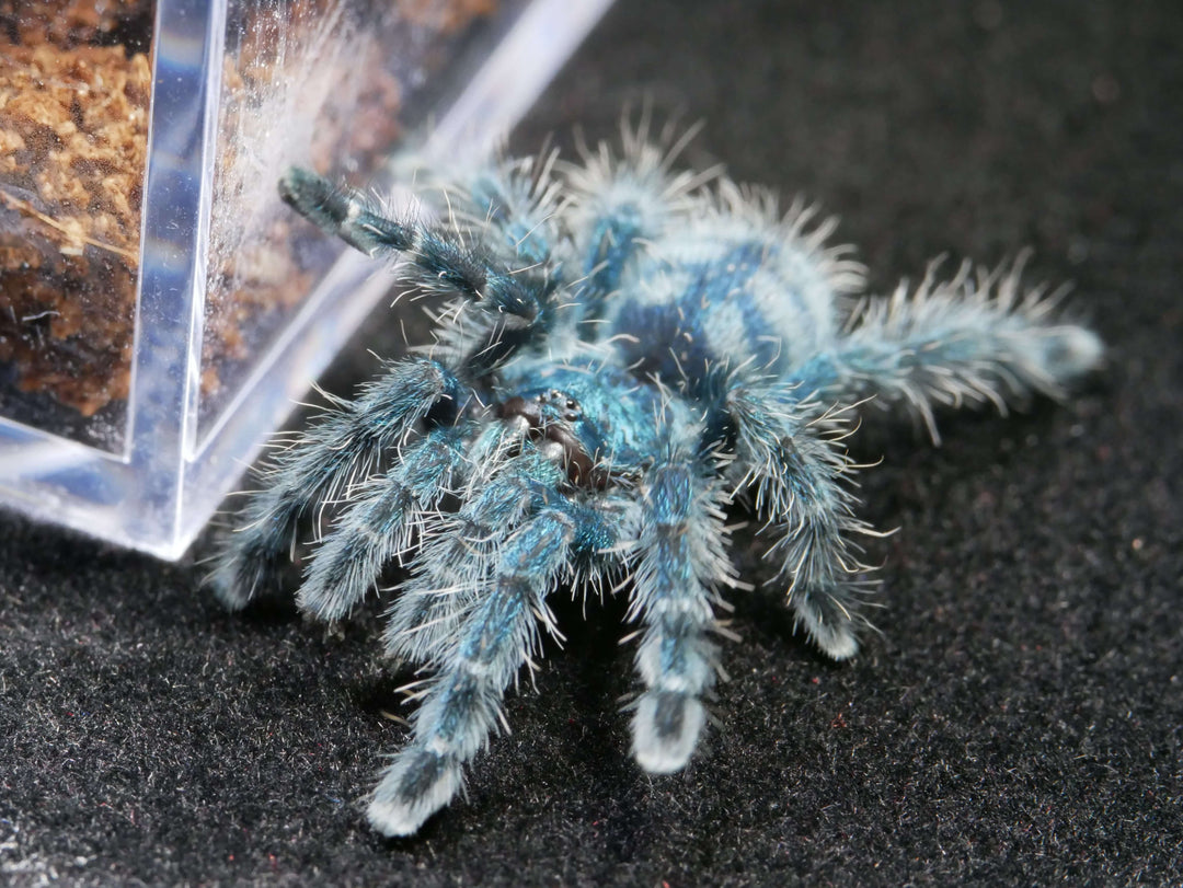 Caribena versicolor Antilles pinktoe  .5''