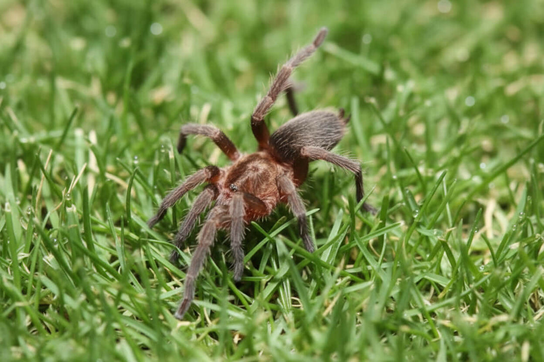 Catumiri argentinense Dwarf Argentine Bronze .5''