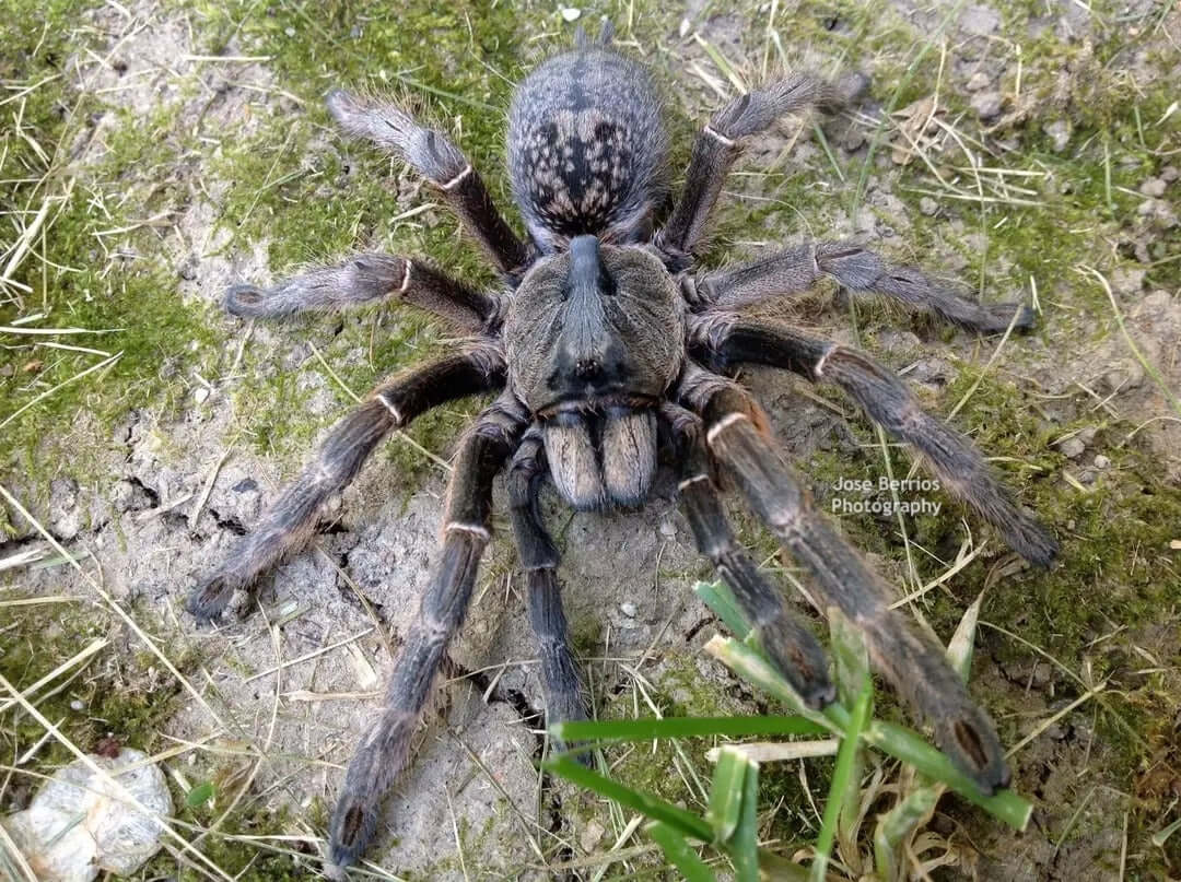 Ceratogyrus darlingi Rear horned baboon tarantula