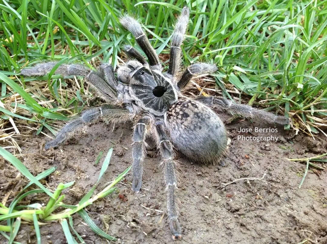 Ceratogyrus marshalli Straight Horned Baboon .75''