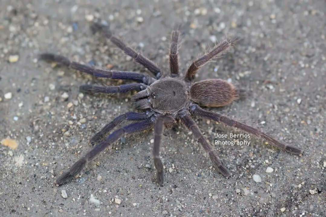 Chilobrachys Vietnam Blue tarantula 2''