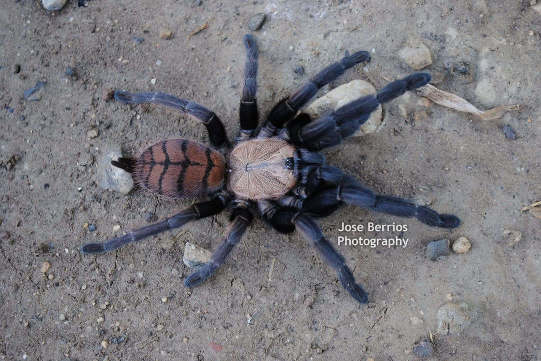 Chilobrachys fimbriatus Indian violet tarantula .5''
