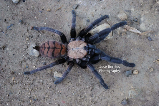 Chilobrachys fimbriatus Indian violet tarantula .5''