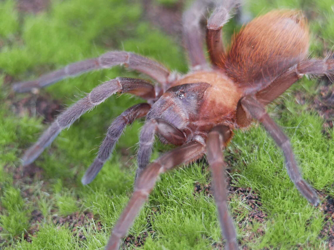 Citharacanthus cyaneus Orange and Violet Tarantula .75''