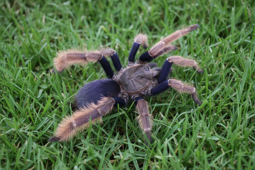 Coremiocnemis hoggi Malaysian Purple Femur 1''