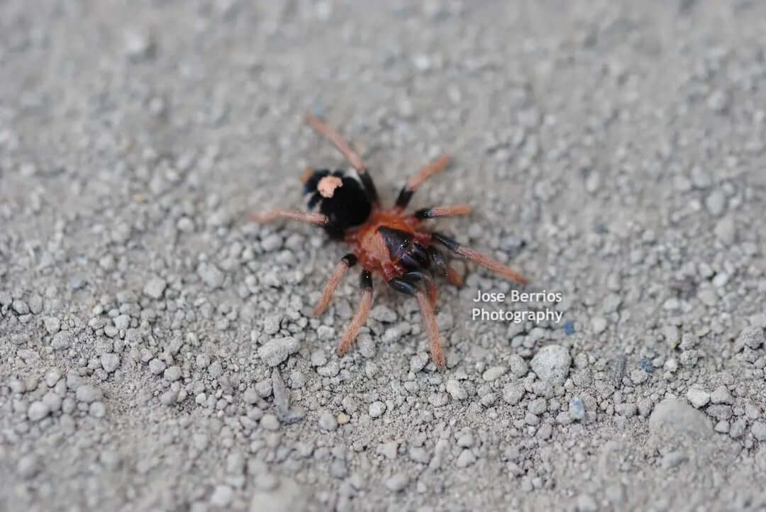 Cyriocosmus elegans Trinidad Dwarf Tarantula  .75''  (adult pictured)