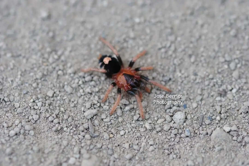 Cyriocosmus elegans Trinidad Dwarf Tarantula