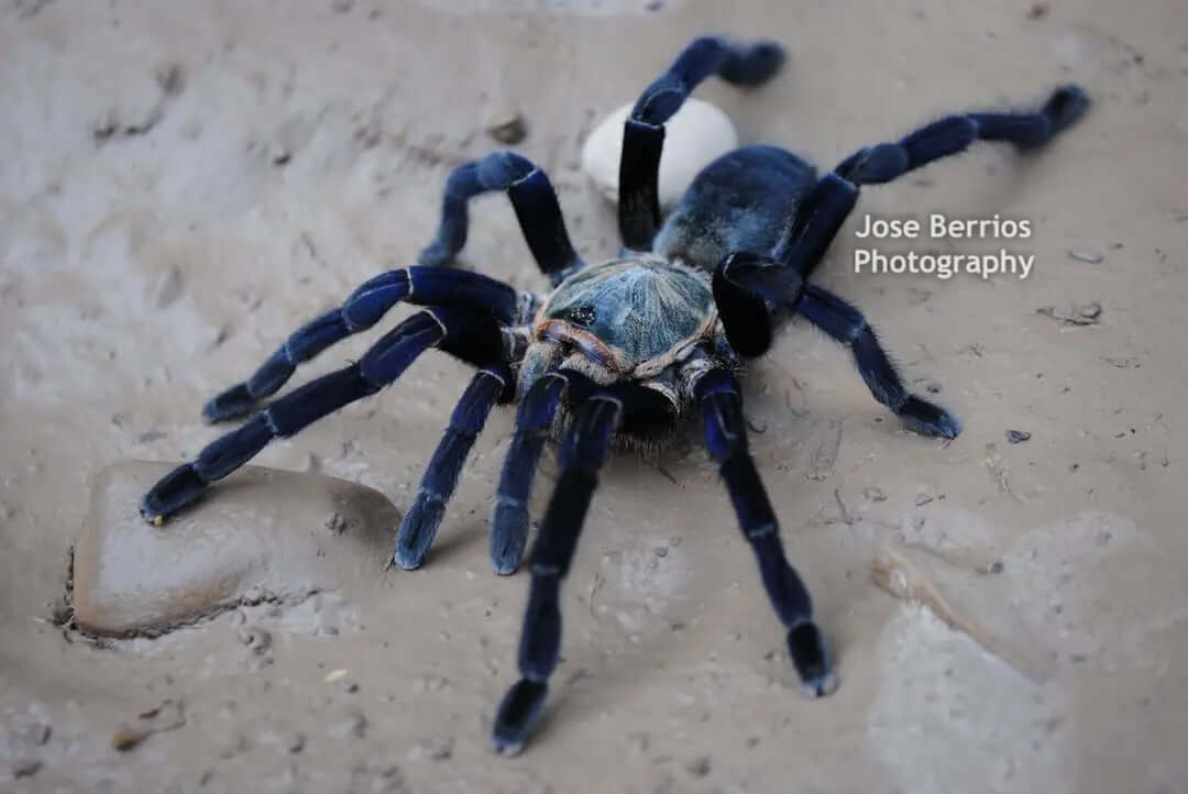 Fossorial tarantulas