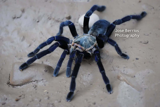 Cyriopagopus lividus Cobalt Blue Tarantula .75''